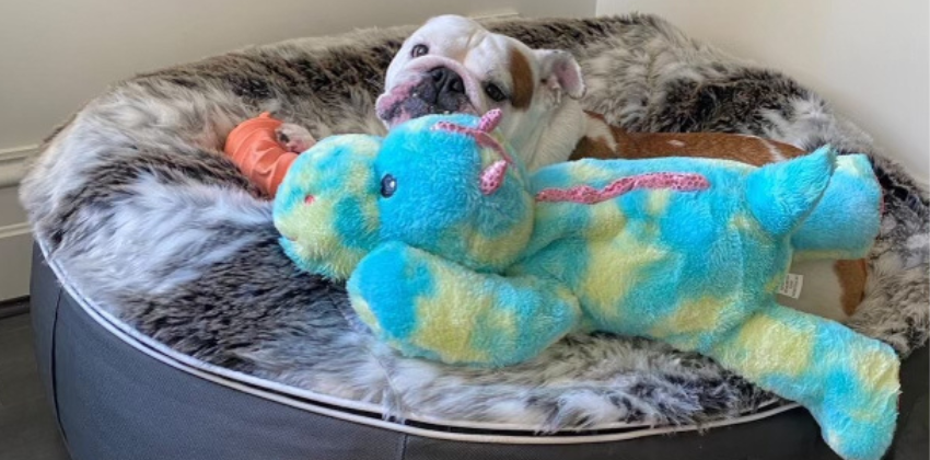 Dog with a toy on an Ambient Lounge luxury dog bed